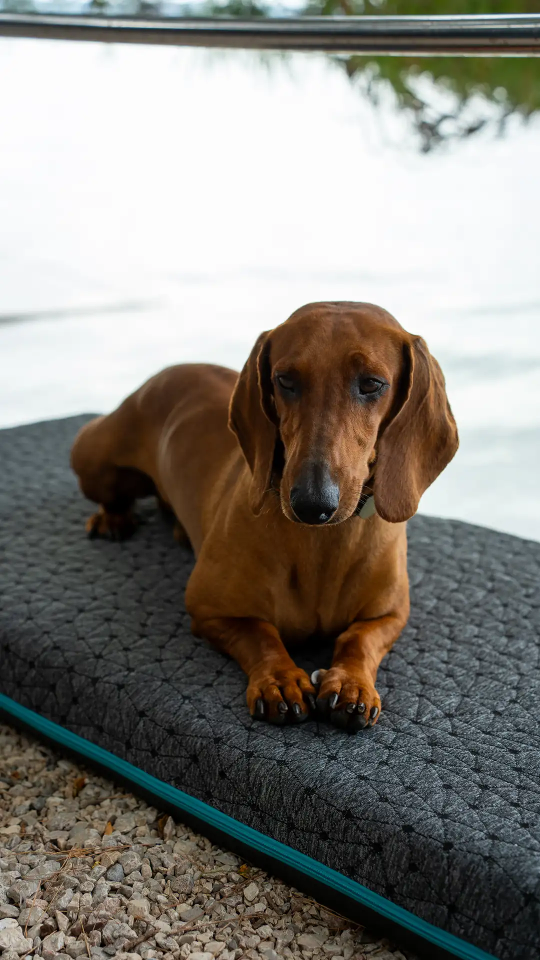 Im Einsatz, Dackel liegt auf Vanmade Original Matratze