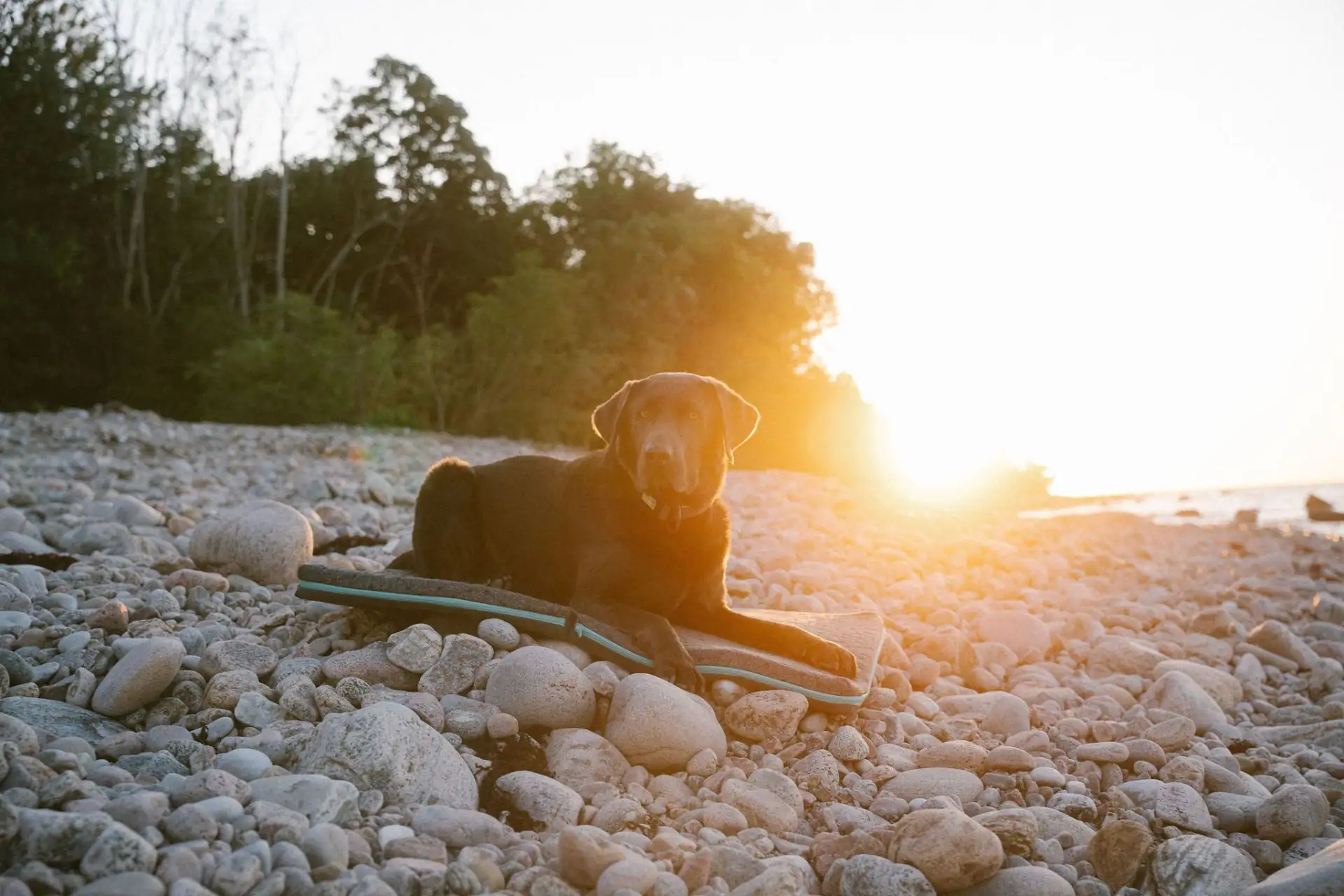 Der beste Platz für Deinen Hund Der beste Platz für Deinen Hund